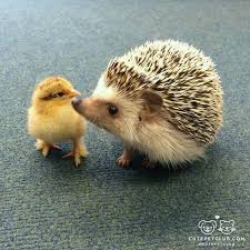Essential Things You Need To Know About Baby Hedgehog Animal Facts Blog Cute Baby Animals Cute Animals Animals Friendship