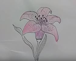 We did not find results for: Drawing Lily Flower Drawing Easy Step By Step