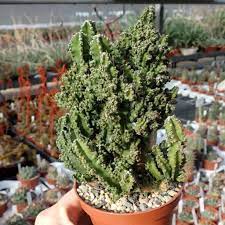 Cereus peruvianus modelleri, cereus peruvianus özellikleri ve markaları en uygun fiyatları ile gittigidiyor'da. Cereus Peruvianus Cv Florida Paolina Uhlig Kakteen More Than 5 000 Different Species