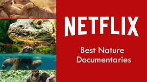 We've found the best documentaries that you can stream on netflix in 2021, splitting them up by category for your convenience. Best Nature Documentaries On Netflix In 2019 What S On Netflix