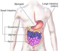 Drop all the files you want your writer to use in processing your order. The Human Digestive System Organs Functions And Diagram