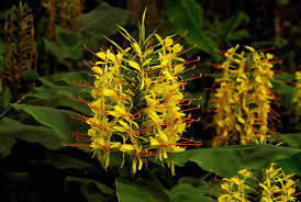 Maybe you would like to learn more about one of these? 14 Types Of Tropical Flowers