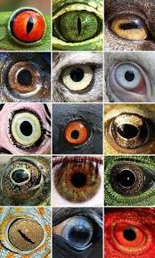 Animal Eyes By La Minnette Eye Art Eye Drawing Realistic Eye Drawing