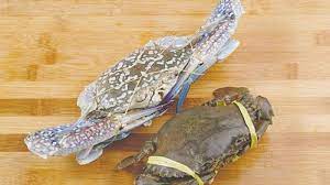 Morfologi rajungan dapat dilihat pada gambar dibawah ini. Penggemar Seafood Sebaiknya Tahu Beda Rajungan Dan Kepiting Banjarmasin Post
