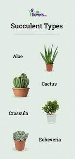 Discover the 15 most popular succulent types for growing in your garden. Types Of Succulent Plants Succulent Varieties Types Of Succulents Plants Different Types Of Succulents Types Of Succulents