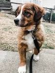 Bernese Mountain Dog Mixes: 15 Awesome Berner Crossbreeds