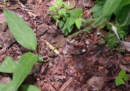 Image result for Ceropegia racemosa