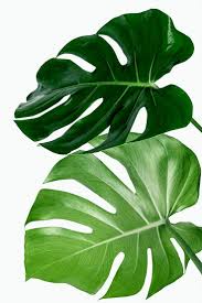 Monstera Delicosa Plant Leaf On A White Background Mockup Premium Image By Rawpixel Com Jira Plant Leaves Plant Painting Monstera Plant