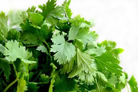 Fresh coriander (cilantro) tastes a bit sharp and lemony, with a herb aftertaste. Coriander And Cilantro Planting Growing And Harvesting Coriander And Cilantro The Old Farmer S Almanac