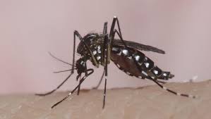 Jentik jen(t)aka cinta, sebuah novel terbaru dari saya, salman aditya. Tiga Genangan Air Yang Tak Disadari Jadi Favorit Nyamuk Dbd