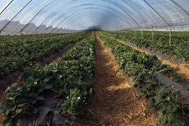 Mazarea se planteaza sub clopote de sticla sau plastic. Scheme De Plantare A Legumelor In Solarii Seminte Ingrasaminte Turba