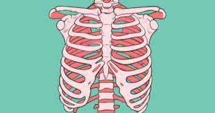 Bubble Gum Ribs Skeleton Drawings Rib Cage Drawing Anatomy Art