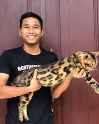 Postur tubuh dan berat kucing bengal. Kesibukan Baru Ricky Fajrin Pelihara Kucing Bengal Bernama Leo Dan Lusi