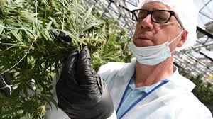 CannTrust celebrates perpetual harvest cannabis facility in Pelham