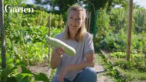 Wer einmal die eigene ernte mit einer konventionellen gurke vergleicht, wird das ganz schnell feststellen. Gurken Pflanzen Pflegen Und Ernten Mein Schoner Garten