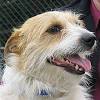 Long Haired Jack Russell Puppy
