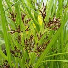 Image result for Cyperus longus