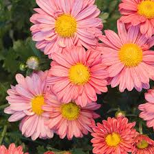 Farm fresh flowers · plants & gifts available Coral Daisy Mammoth Mum Shop Perennials Michigan Bulb