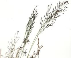 Image result for Eragrostis porosa