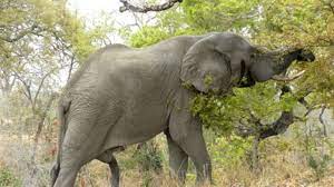 South African wildlife – Wait, that's not a trunk…