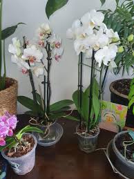 Where can i buy cheap orchids. Got These Two Orchids Really Cheap 1 50 Each They Have Plenty Of Buds One Of Them Has Already Flowered The Roots Seem Tightly Packed And Have Busted Through The Bottom Of One