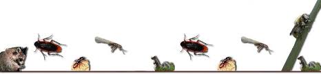 From our no fly zone program to our rodent control program, our treatments and programs eliminate bothersome pests from nassau county, ny suffolk county, ny. Nassau County Pest Control Wildlife Removal Dq Pest Control