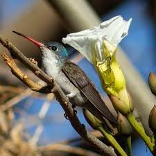 Image result for Ipomoea intrapilosa