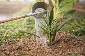 The pygmy date palm (phoenix roebelenii) is small in size—a mature pygmy palm can reach a height of 8 to 10 feet. Pygmy Date Palm Care Gardenerdy