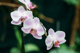 How To Tell When An Orchid Is Dead