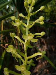 Image result for Habenaria magnirostris