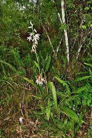 Image result for Phaius