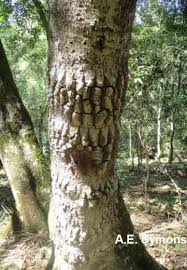 Image result for Priva curtisiae