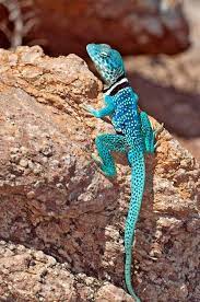 Dickersons Collard Lizard Crotaphytus Dickersonae Sonora Mexico This Colorful Species Is Found Animals Beautiful Weird Animals Reptiles And Amphibians