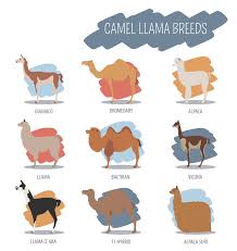 A cama is a hybrid between a male dromedary camel and a female llama, and has been produced via artificial insemination at the camel reproduction centre in dubai. F1 Hybrid Camel