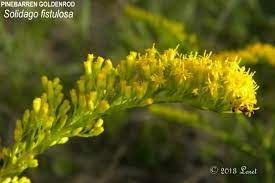 Pinebarren Goldenrod Solidago Fistulosa Florida Native Plants Native Plants Plants