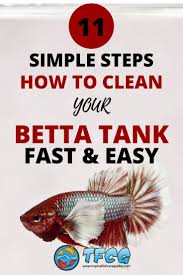 How To Clean A Betta Fish Tank How Often The Easy Steps To Follow Betta Fish Tank Betta Fish Care Betta