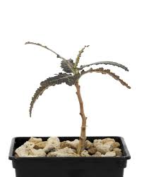 Image result for Monadenium herbaceum