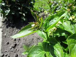 Image result for Vincetoxicum cernuum