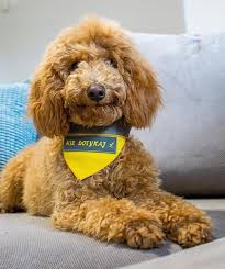 Maybe you would like to learn more about one of these? Yellowdog Zolta Bandanka Dla Psa Nie Dotykaj M 7628728499 Allegro Pl