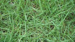 Kelebihanya adalah ia mampu bertahan hidup dalam musim kemarau yang panjang. Rumput Stock Video Footage 4k And Hd Video Clips Shutterstock