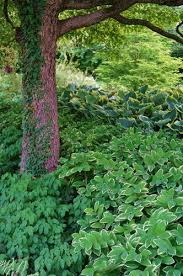 Image result for Ophrypetalum odoratum