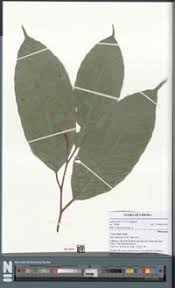 Image result for Coula edulis