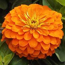 Zinnia Magellan Orange F1 Flower Seeds Annual Flowers Orange Flowers