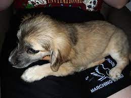 1,044 likes · 4 talking about this. Yuma Az Dachshund Meet Hercules A Pet For Adoption