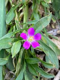 Image result for Montinia