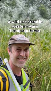 If you can identify species in the woods they often tell a story. The story  of the Norway spruce is that it grows really fast and well in New England  (not surprising