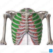 The innermost intercostal muscles are the most deep muscle . Intercostal Muscles Attachments Innervation Functions Kenhub