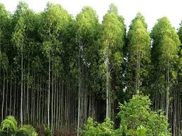 11 Different Varieties Of Eucalyptus Trees Trees Com Eucalyptus Tree Types Of Eucalyptus Sun And Water