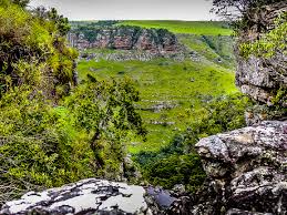 Image result for Lycopodiella sarcocaulon