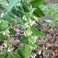 Image result for Agarista